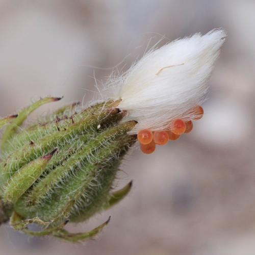 Réf. 325 098 : Eurygaster sp.