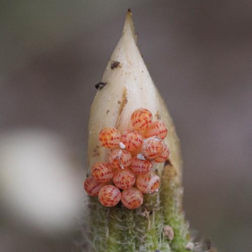 Réf. 325 230 : Eurygaster sp.