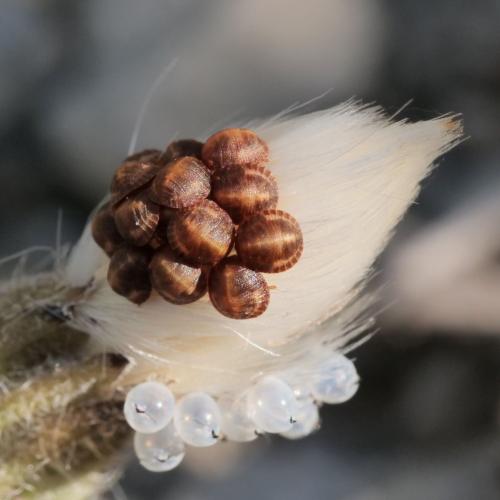 Réf. 325 439 : Eurygaster sp.