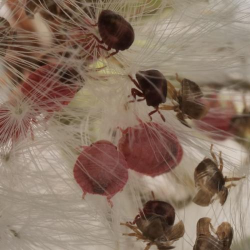 Réf. 325 694 : Eurygaster sp.