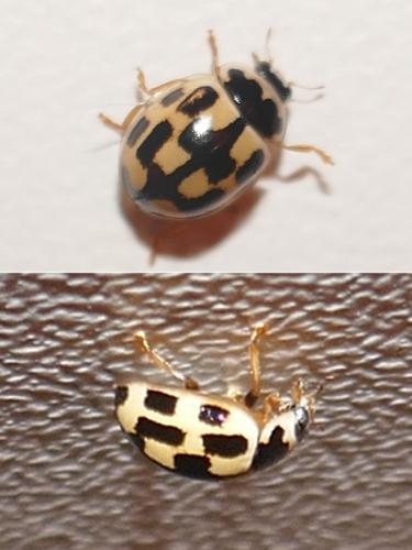 Propylea quatuordecimpunctata