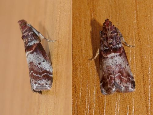 Réf. 325 825 : Acrobasis advenella