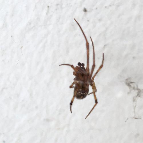 Parasteatoda tepidariorum