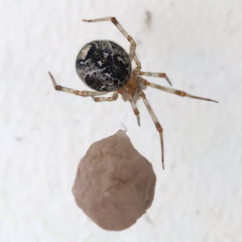 Parasteatoda tepidariorum