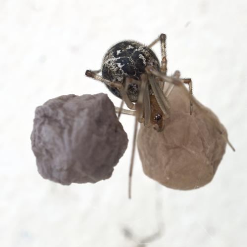 Parasteatoda tepidariorum