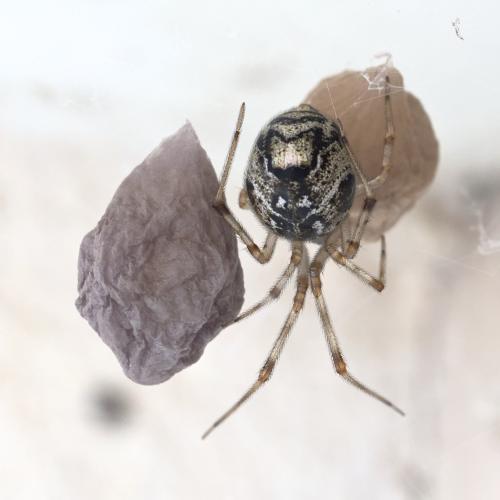 Parasteatoda tepidariorum