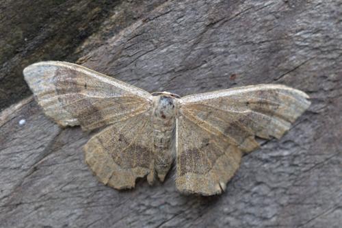 Réf. 325 856 : Idaea aversata