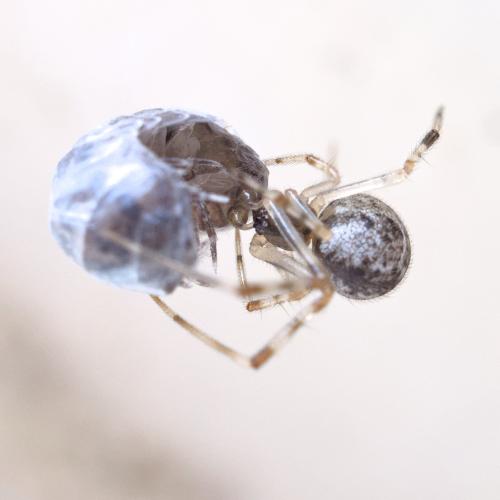 Réf. 325 805 : Parasteatoda tepidariorum