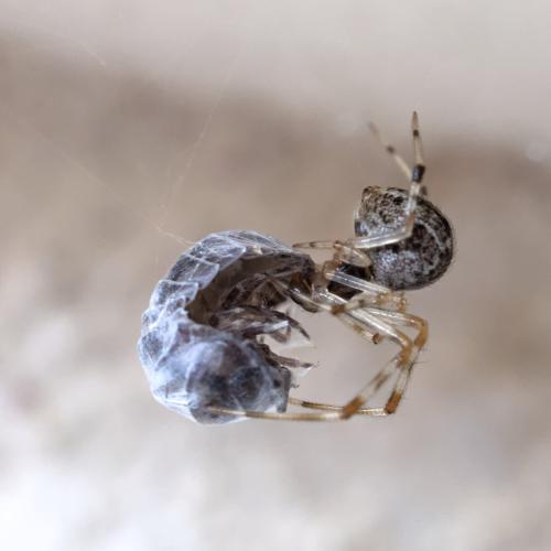 Réf. 325 806 : Parasteatoda tepidariorum