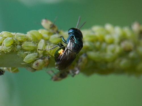 Réf. 325 426 : Omalus sp.