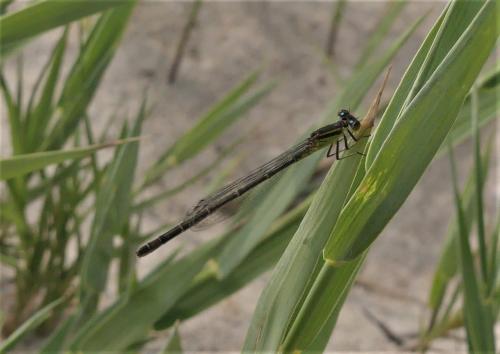 Réf. 325 228 : Ischnura genei