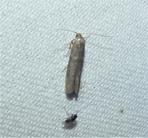 Blastobasis sp.