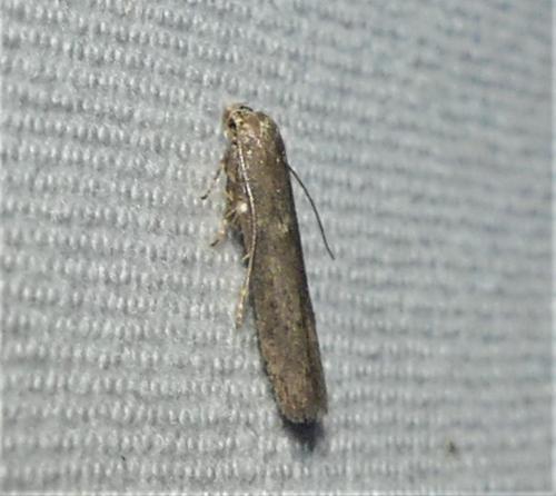 Blastobasis sp.