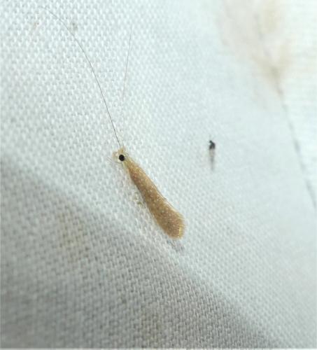Réf. 325 174 : Setodes sp.