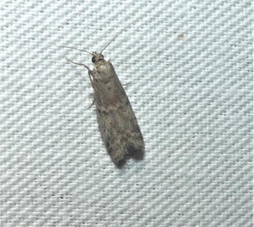 Réf. 325 175 : Ephestia sp.
