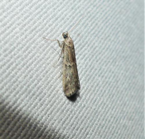 Réf. 325 176 : Ephestia sp.