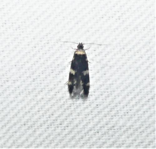 Oegoconia sp.