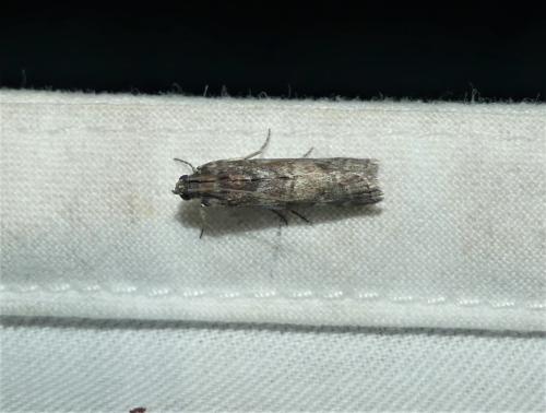 Réf. 325 177 : Phycita roborella