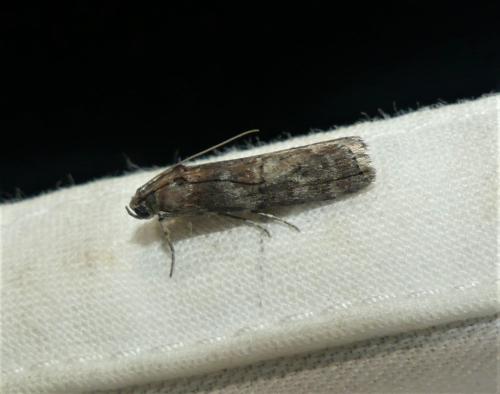 Réf. 325 178 : Phycita roborella