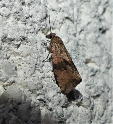 Réf. 325 125 : Celypha striana
