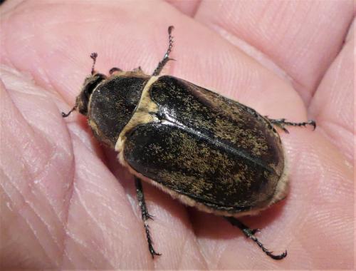 Anoxia villosa