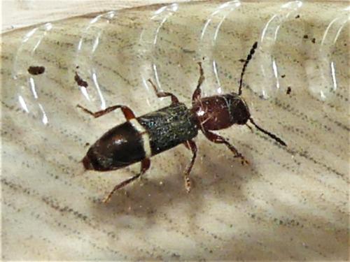 Réf. 325 892 : Paratillus carus