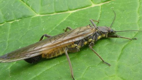Réf. 325 011 : Perla marginata