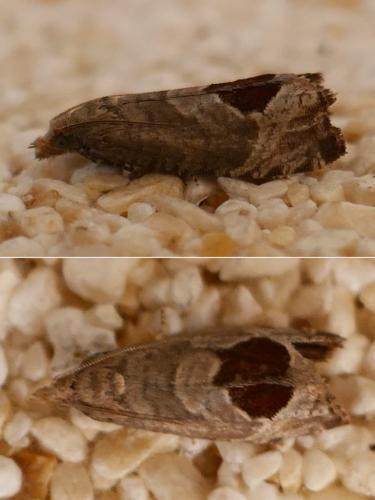 Réf. 325 062 : Notocelia uddmanniana