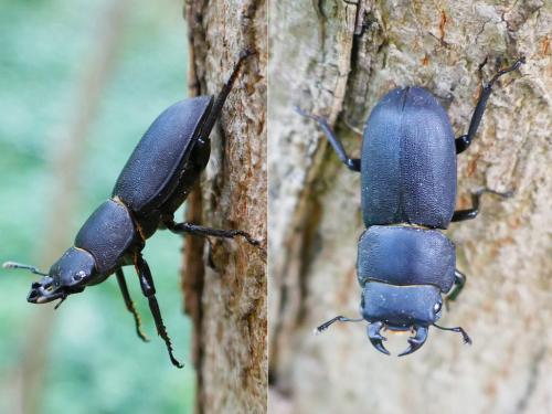 Réf. 325 520 : Dorcus parallelipipedus