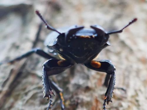 Réf. 325 521 : Dorcus parallelipipedus
