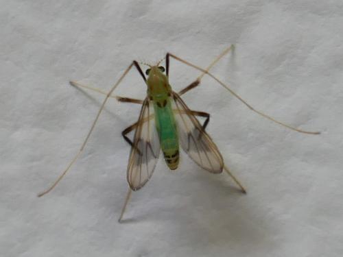 Réf. 325 452 : Stenochironomus gibbus