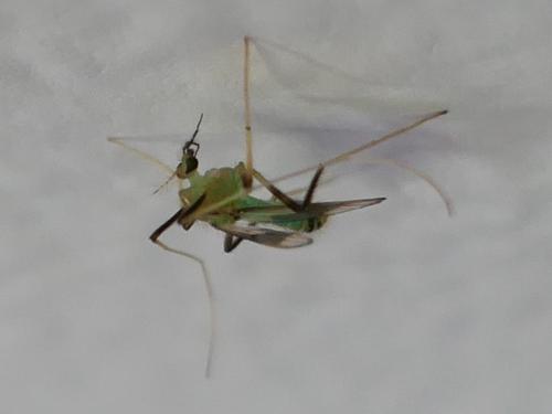 Stenochironomus gibbus