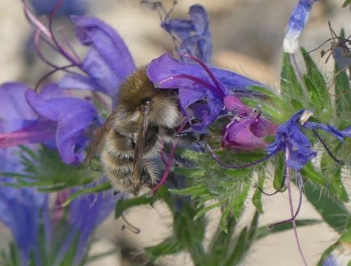 Bombus humilis