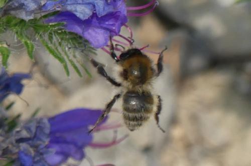 Bombus humilis
