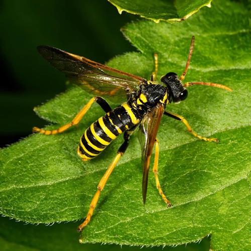 Réf. 325 445 : Tenthredo scrophulariae