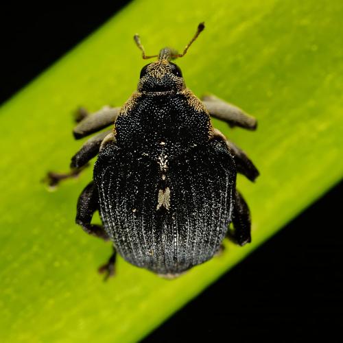 Réf. 325 390 : Mononychus punctumalbum