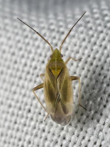 Amblytylus nasutus