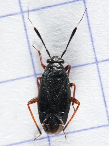 Réf. 325 578 : Capsus ater