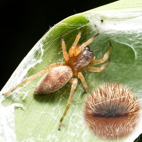 Réf. 325 747 : Clubiona phragmitis
