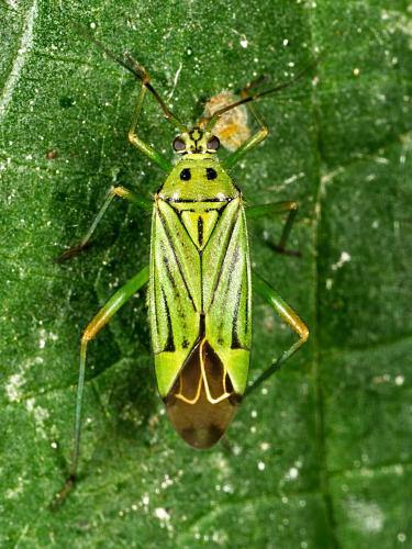 Mermitelocerus schmidtii