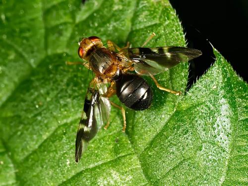 Philophylla caesio