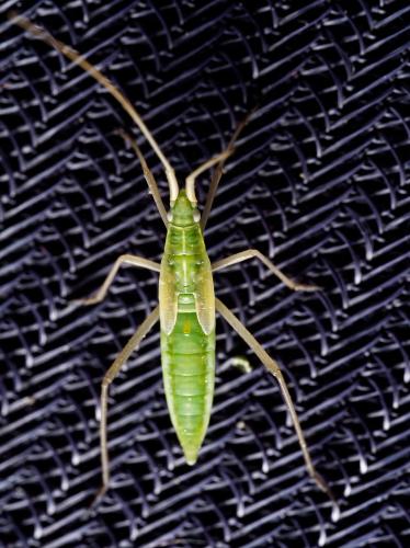 Megaloceroea recticornis