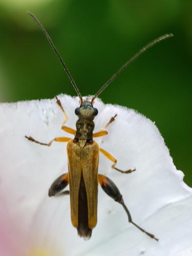 Réf. 325 714 : Oedemera podagrariae