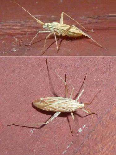 Miridius quadrivirgatus