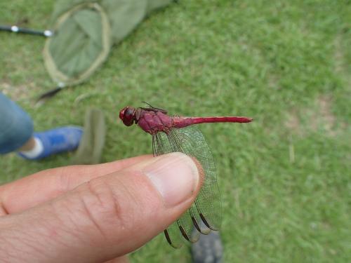 Orthemis discolor
