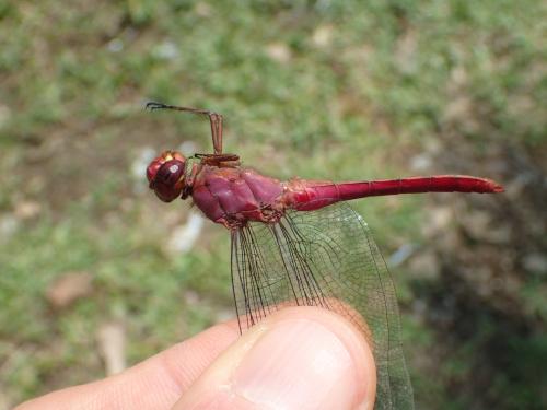 Orthemis discolor