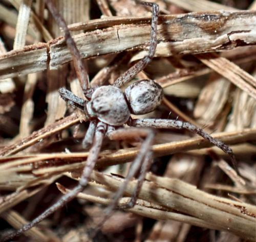 Philodromus_sl sp.