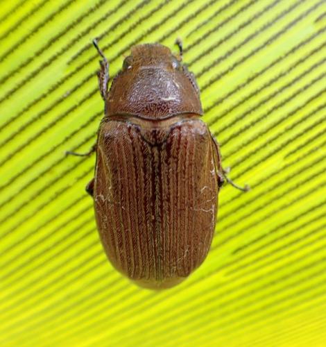 Carlschoenherria borneensis