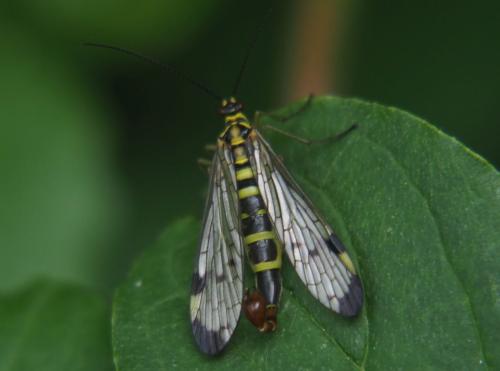 Panorpa germanica
