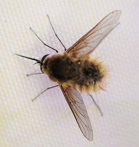 Réf. 325 802 : Systoechus sp.